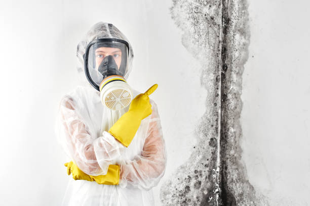 Best Commercial Mold Inspection in Hoboken, NJ