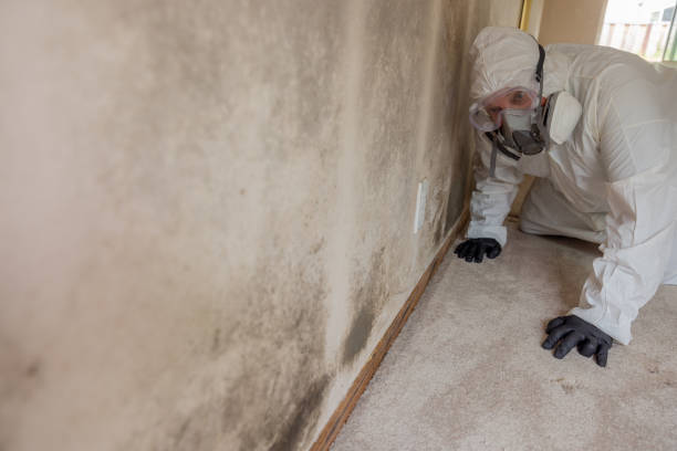 Best Forensic Mold Investigation in Hoboken, NJ